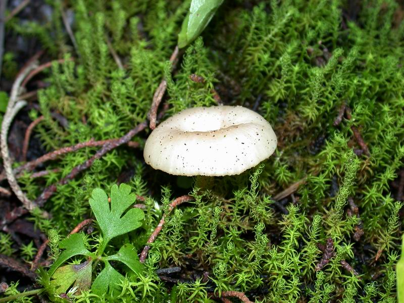 Omphalina pyxidata ?